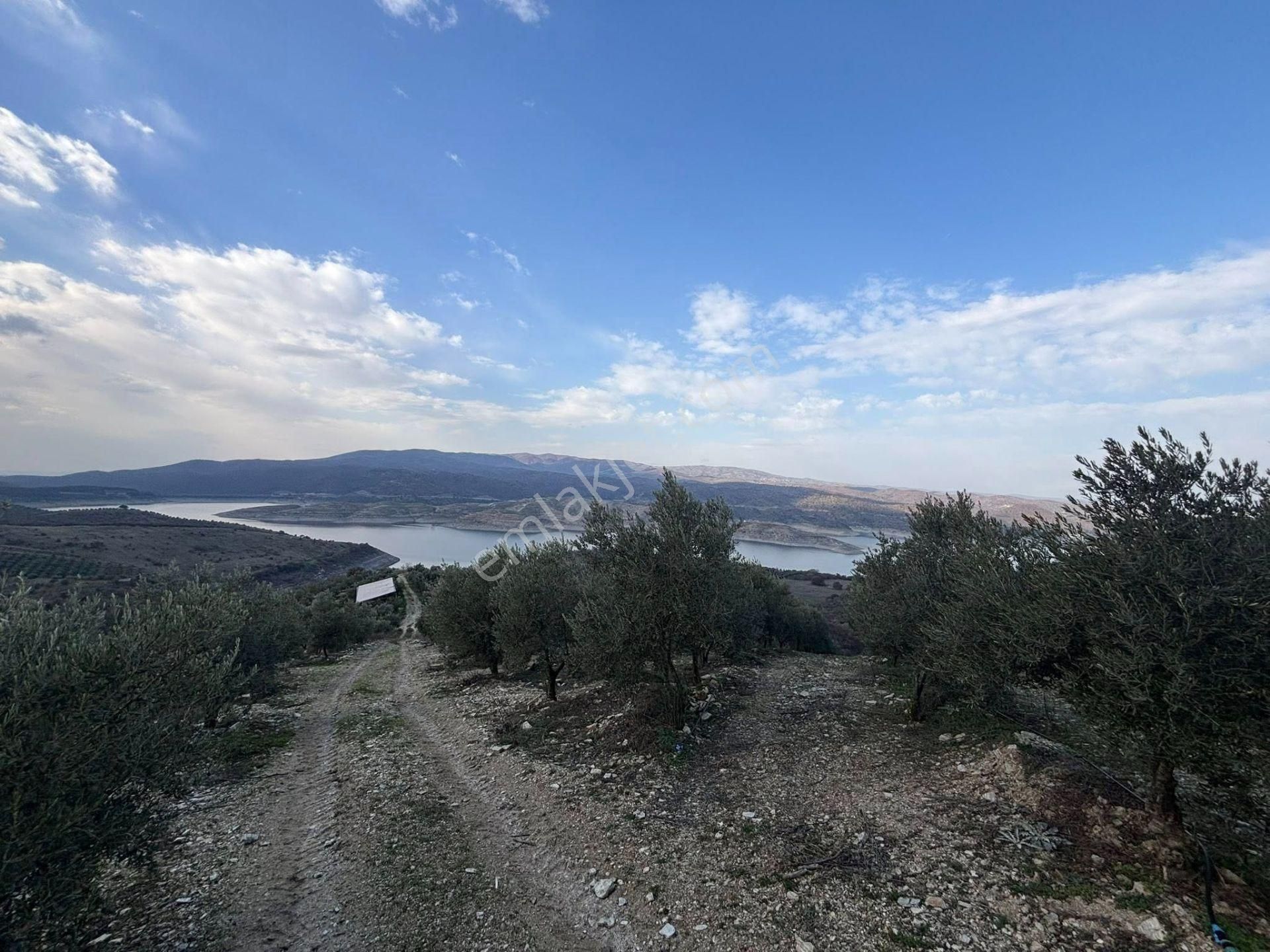 Tc Emlaktan Satılık 70 Dönüm Zeytinlik ! Elekktrik Su - Görsel 23