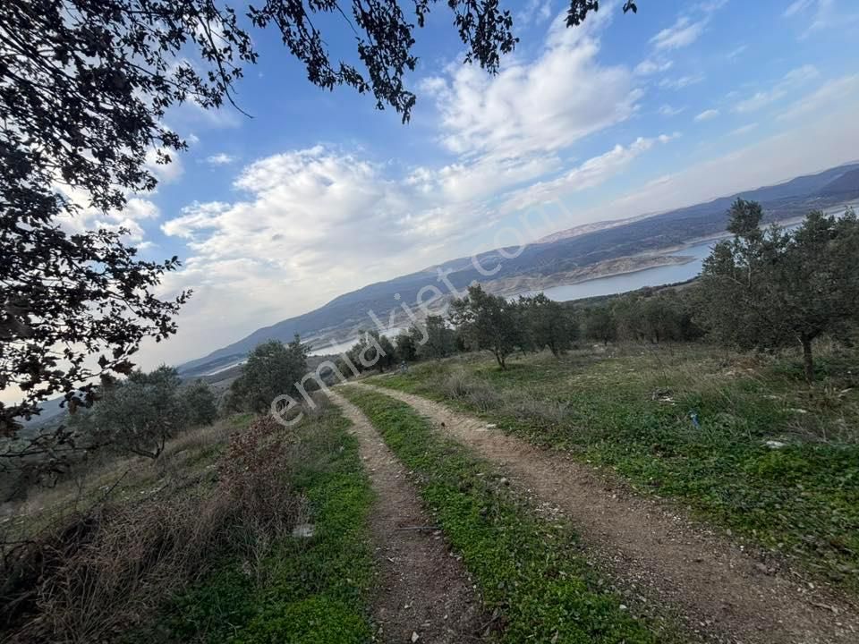 Tc Emlaktan Satılık 70 Dönüm Zeytinlik ! Elekktrik Su - Görsel 5