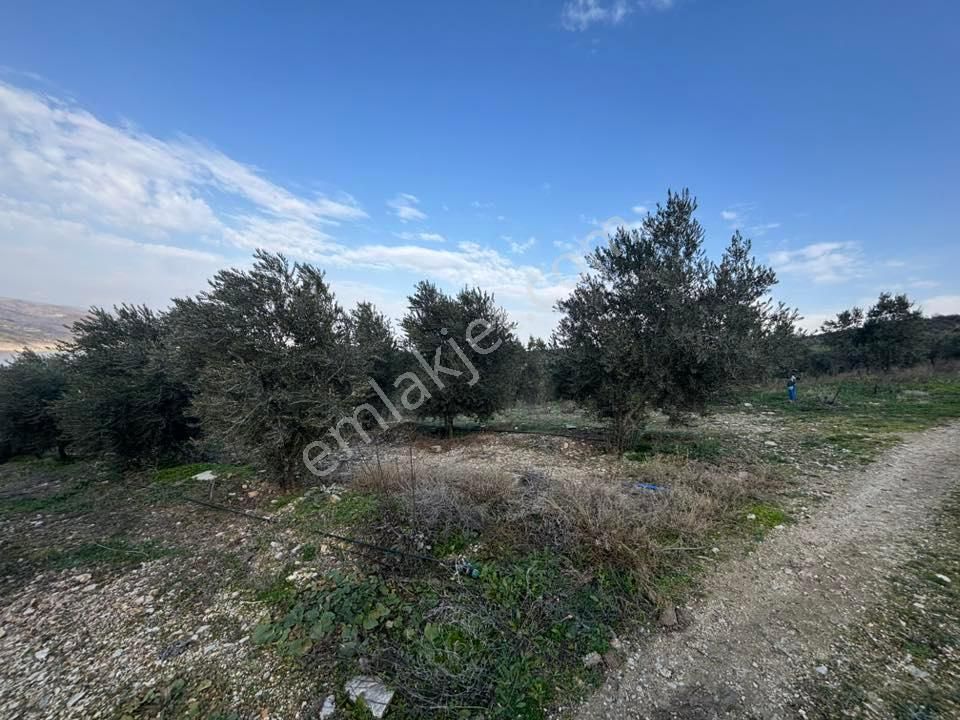 Tc Emlaktan Satılık 70 Dönüm Zeytinlik ! Elekktrik Su - Görsel 31