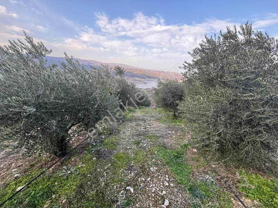 Tc Emlaktan Satılık 70 Dönüm Zeytinlik ! Elekktrik Su - Görsel 15
