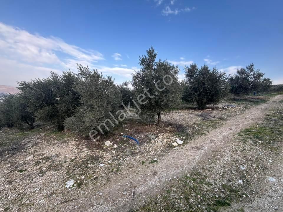 Tc Emlaktan Satılık 70 Dönüm Zeytinlik ! Elekktrik Su - Görsel 21
