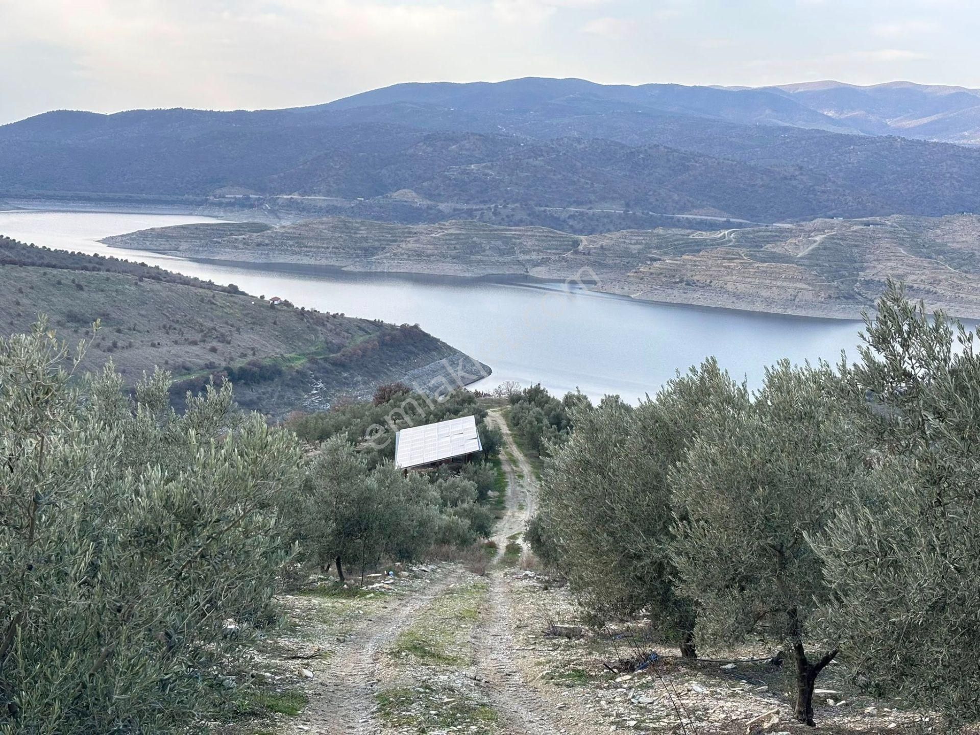 Tc Emlaktan Satılık 70 Dönüm Zeytinlik ! Elekktrik Su - Görsel 33