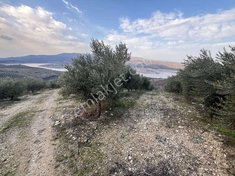 Tc Emlaktan Satılık 70 Dönüm Zeytinlik ! Elekktrik Su - Görsel 34