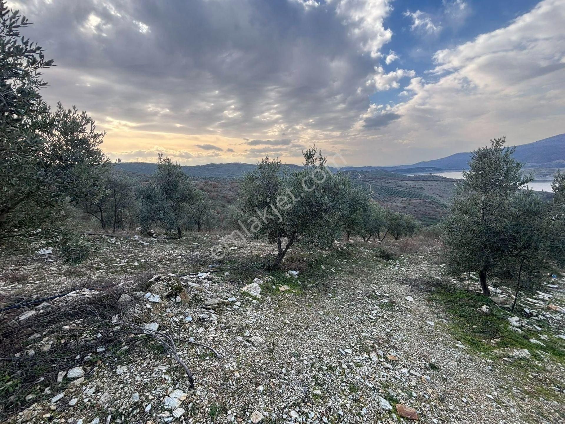 Tc Emlaktan Satılık 70 Dönüm Zeytinlik ! Elekktrik Su - Görsel 35