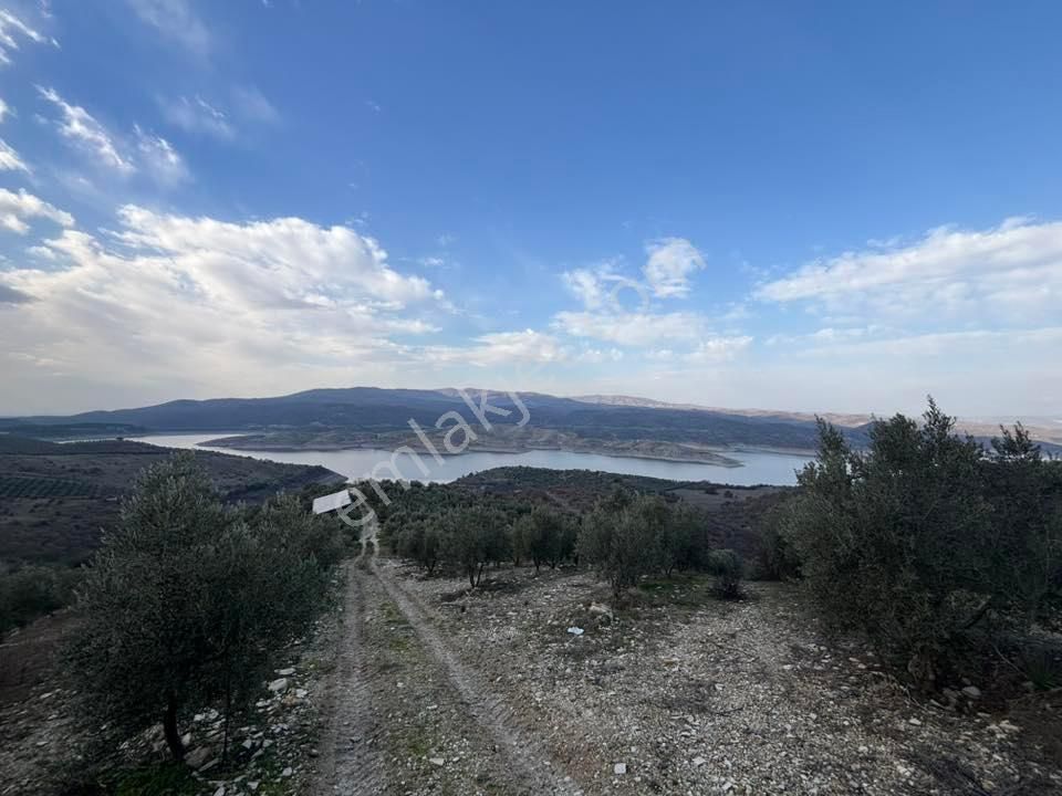 Tc Emlaktan Satılık 70 Dönüm Zeytinlik ! Elekktrik Su - Görsel 6