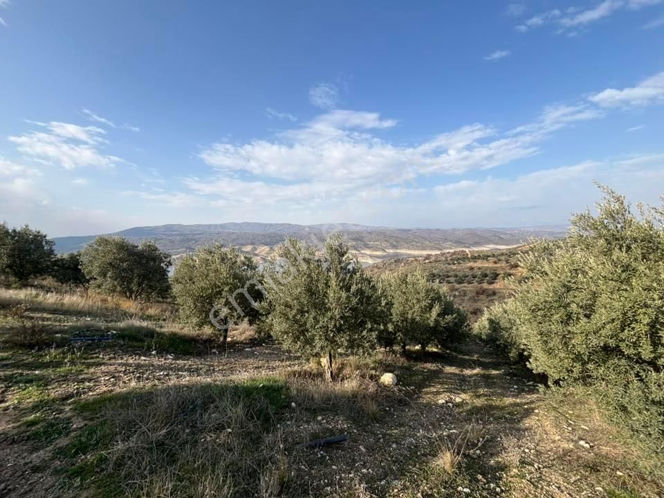 Tc Emlaktan Satılık 70 Dönüm Zeytinlik ! Elekktrik Su - Görsel 17