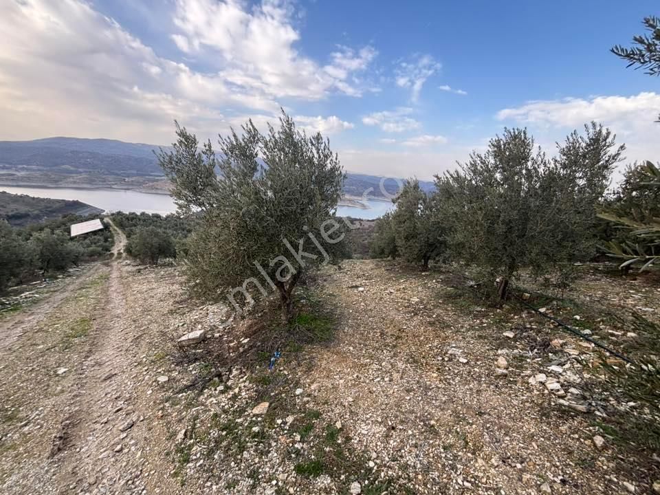 Tc Emlaktan Satılık 70 Dönüm Zeytinlik ! Elekktrik Su - Görsel 19