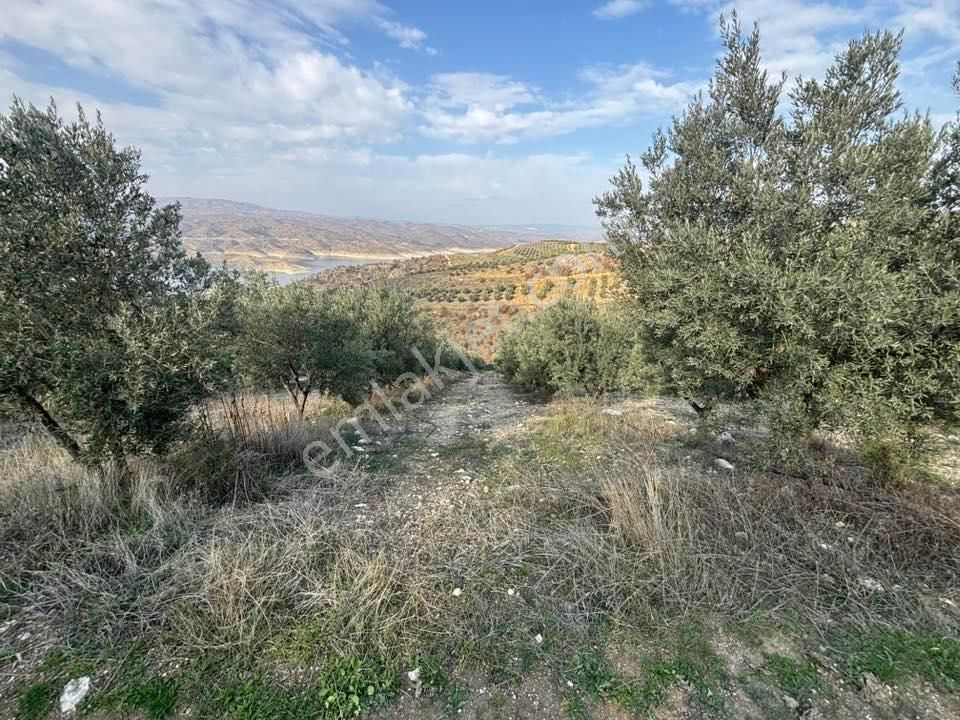 Tc Emlaktan Satılık 70 Dönüm Zeytinlik ! Elekktrik Su - Görsel 16