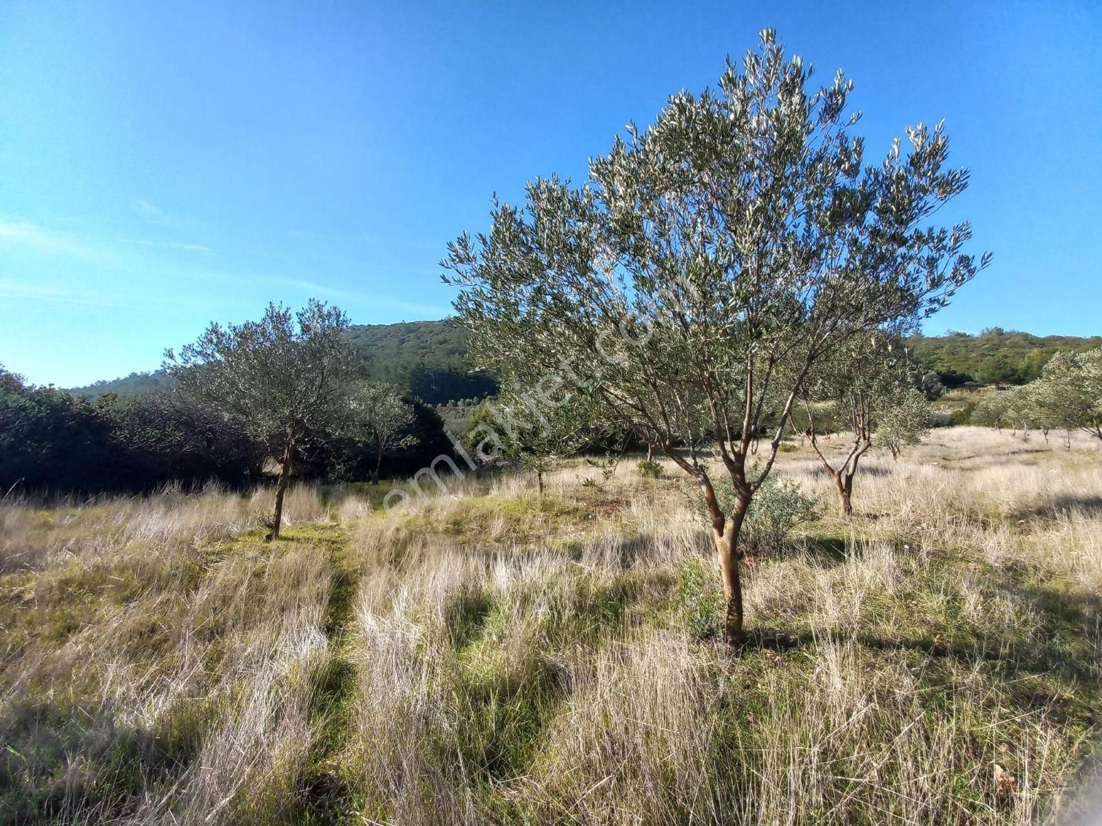 Urla Nohutalan'da Satılık Geniş Yol Cepheli Tarla - Görsel 5