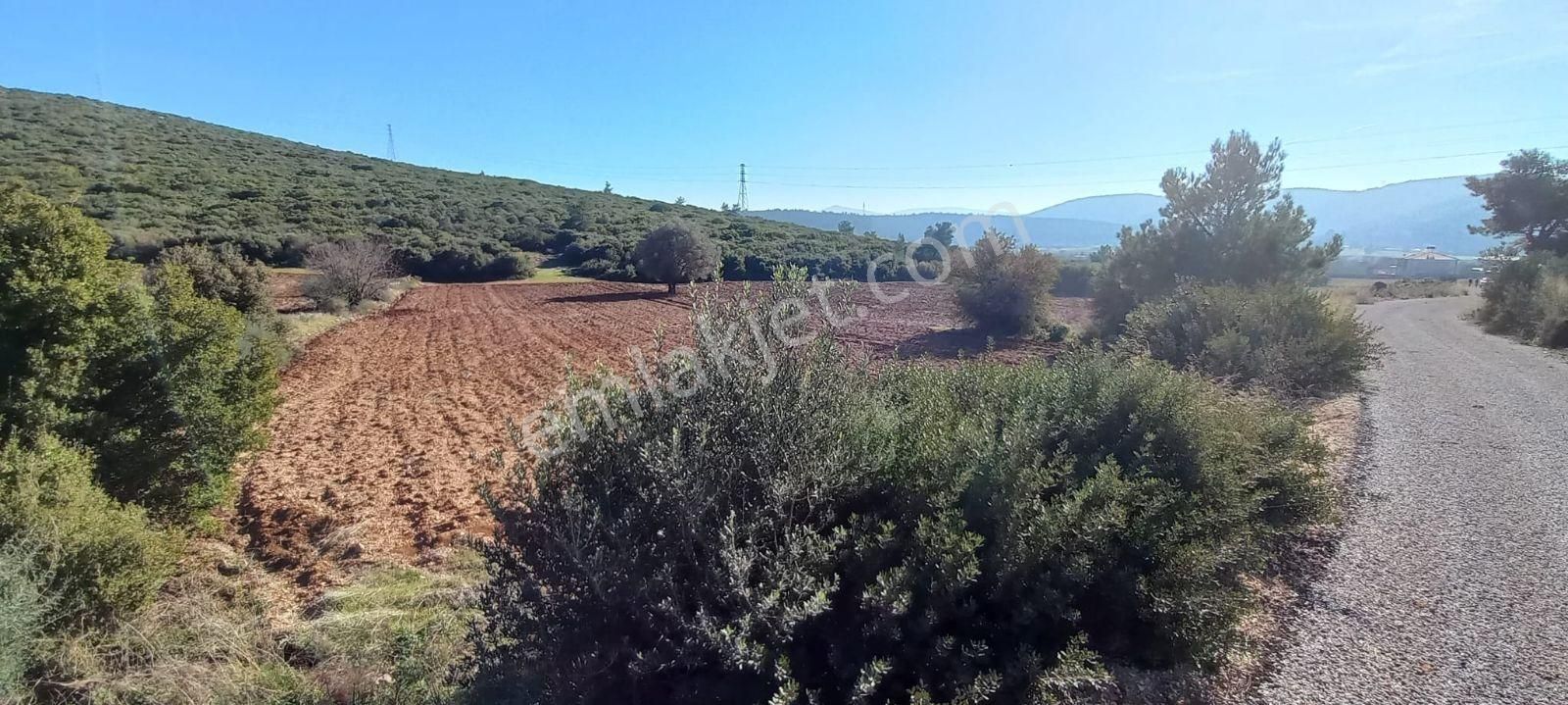 Urla Nohutalan'da Satılık Geniş Yol Cepheli Tarla - Görsel 15