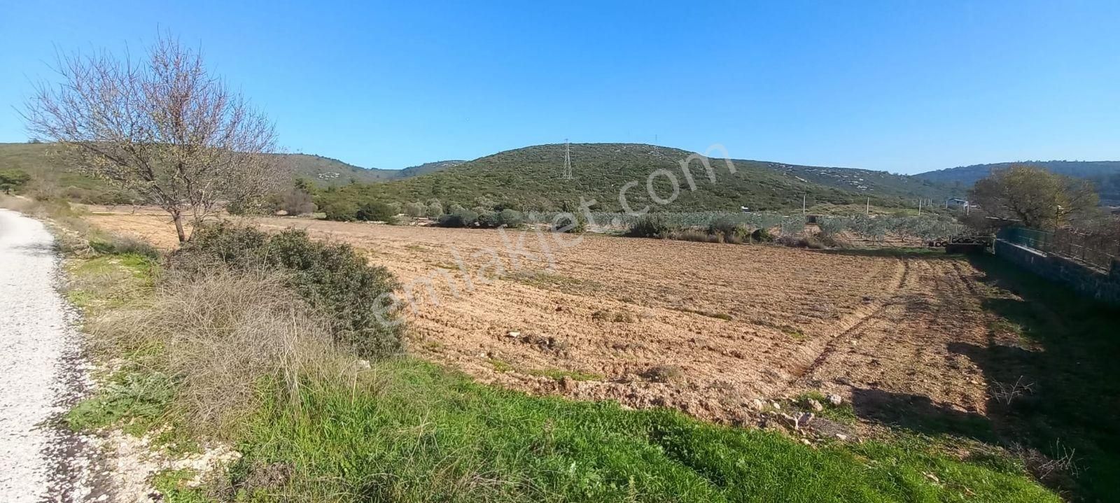 Urla Nohutalan'da Satılık Geniş Yol Cepheli Tarla - Görsel 10