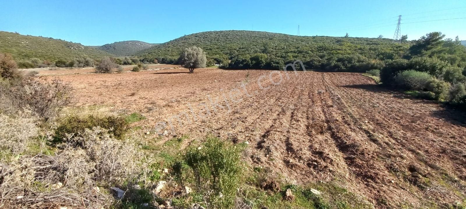 Urla Nohutalan'da Satılık Geniş Yol Cepheli Tarla - Görsel 8