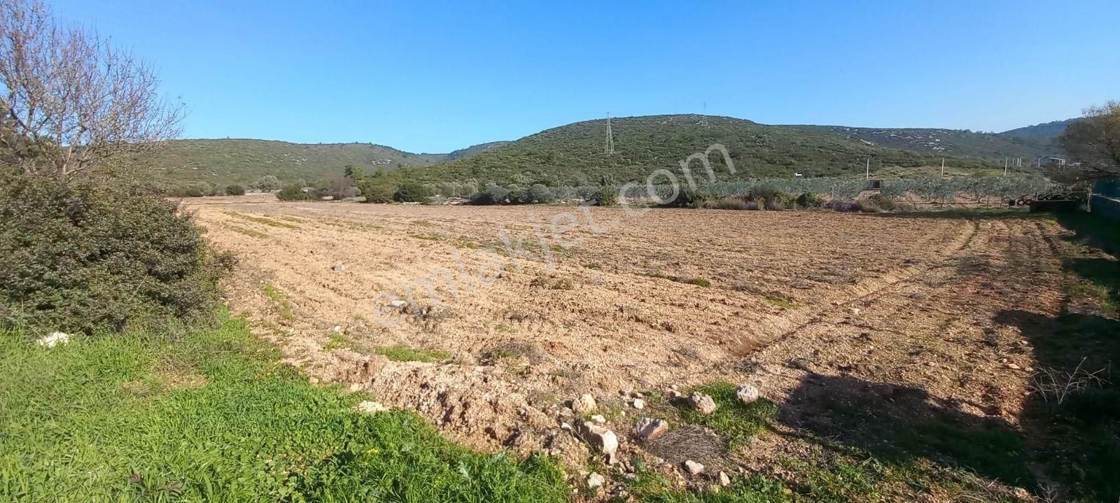 Urla Nohutalan'da Satılık Geniş Yol Cepheli Tarla - Görsel 6