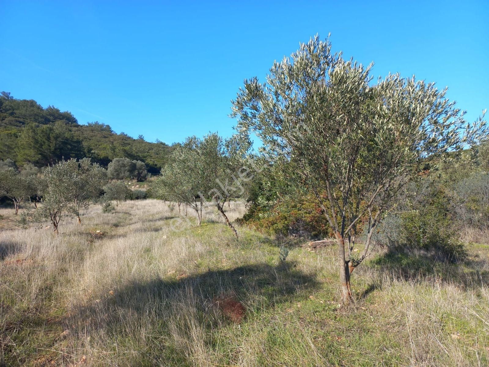 Urla Nohutalan'da Satılık Geniş Yol Cepheli Tarla - Görsel 19