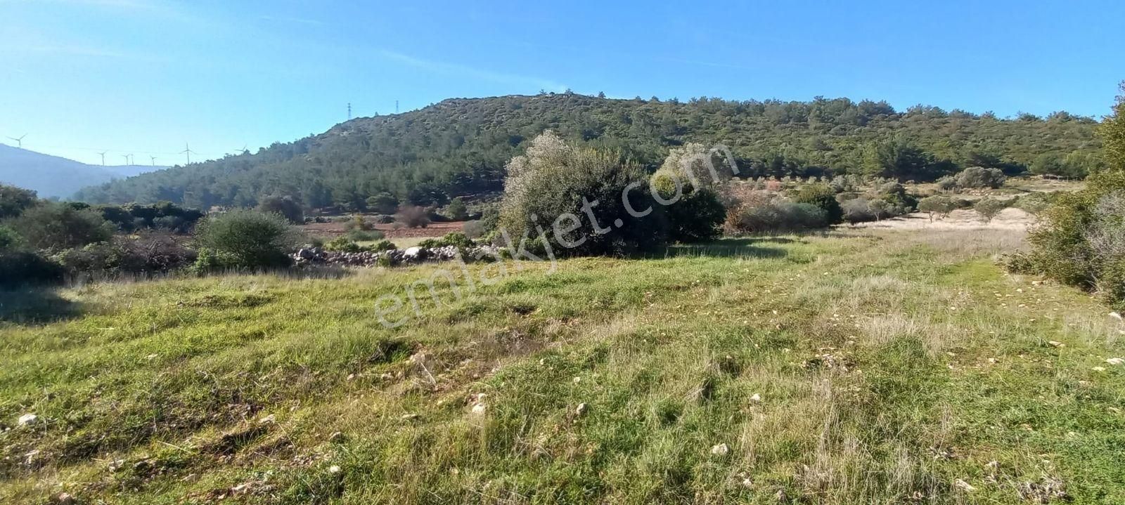 Urla Nohutalan'da Satılık Geniş Yol Cepheli Tarla