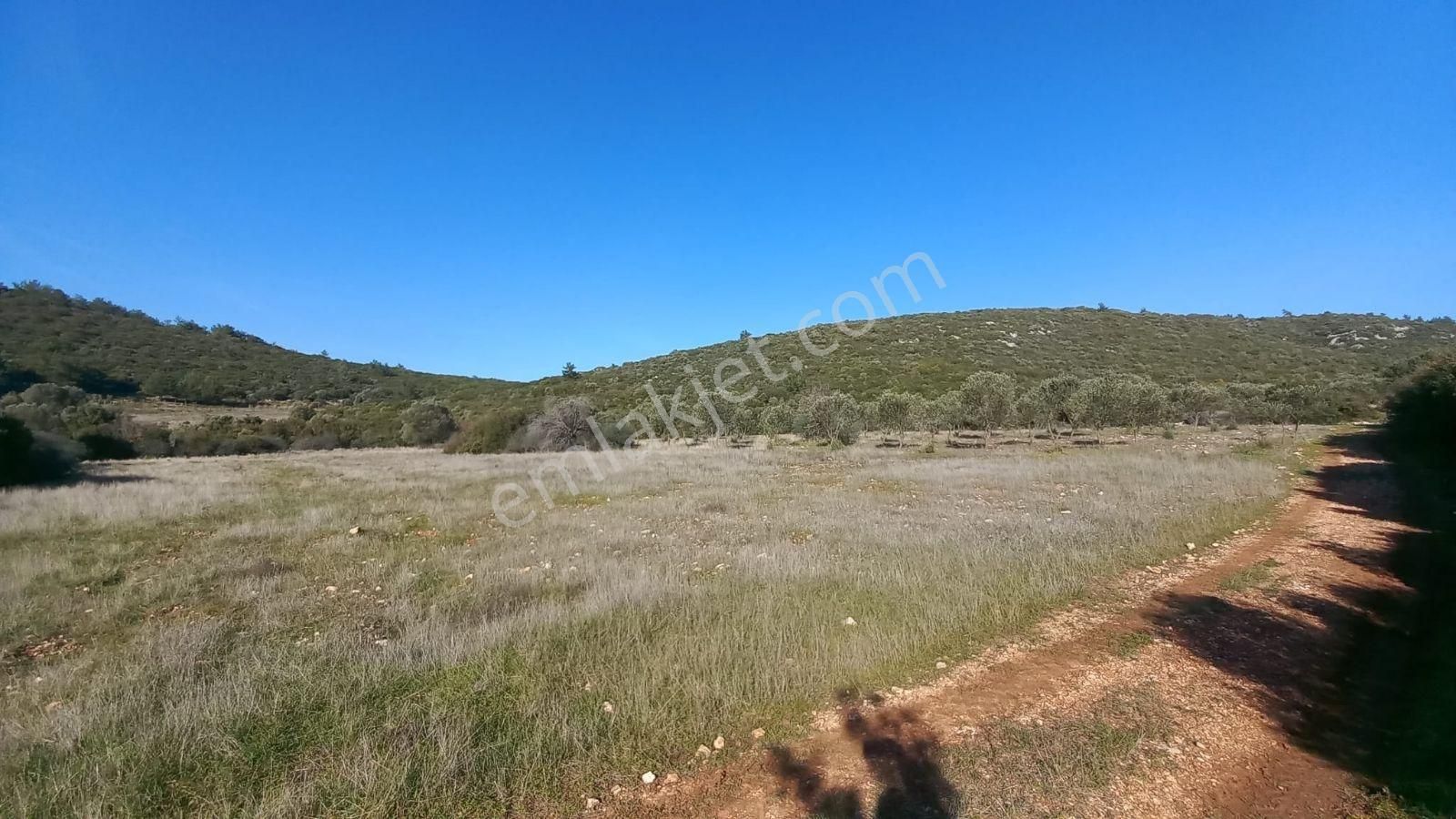 Urla Nohutalan'da Satılık Geniş Yol Cepheli Tarla - Görsel 22