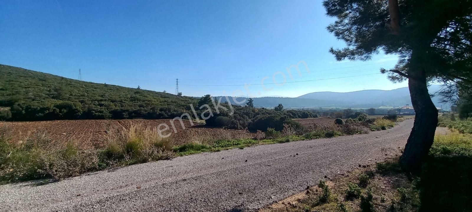 Urla Nohutalan'da Satılık Geniş Yol Cepheli Tarla - Görsel 3