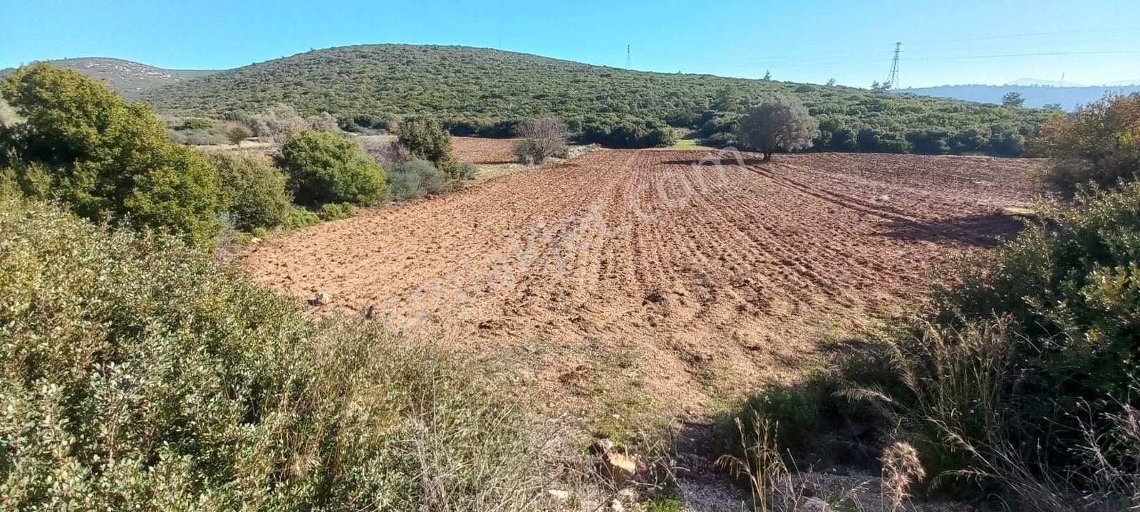 Urla Nohutalan'da Satılık Geniş Yol Cepheli Tarla - Görsel 12