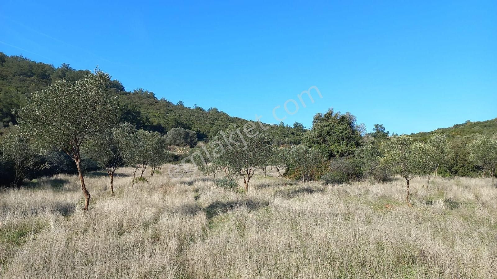Urla Nohutalan'da Satılık Geniş Yol Cepheli Tarla - Görsel 23