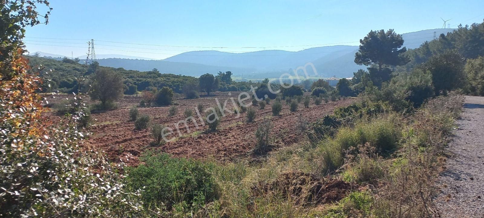 Urla Nohutalan'da Satılık Geniş Yol Cepheli Tarla - Görsel 17