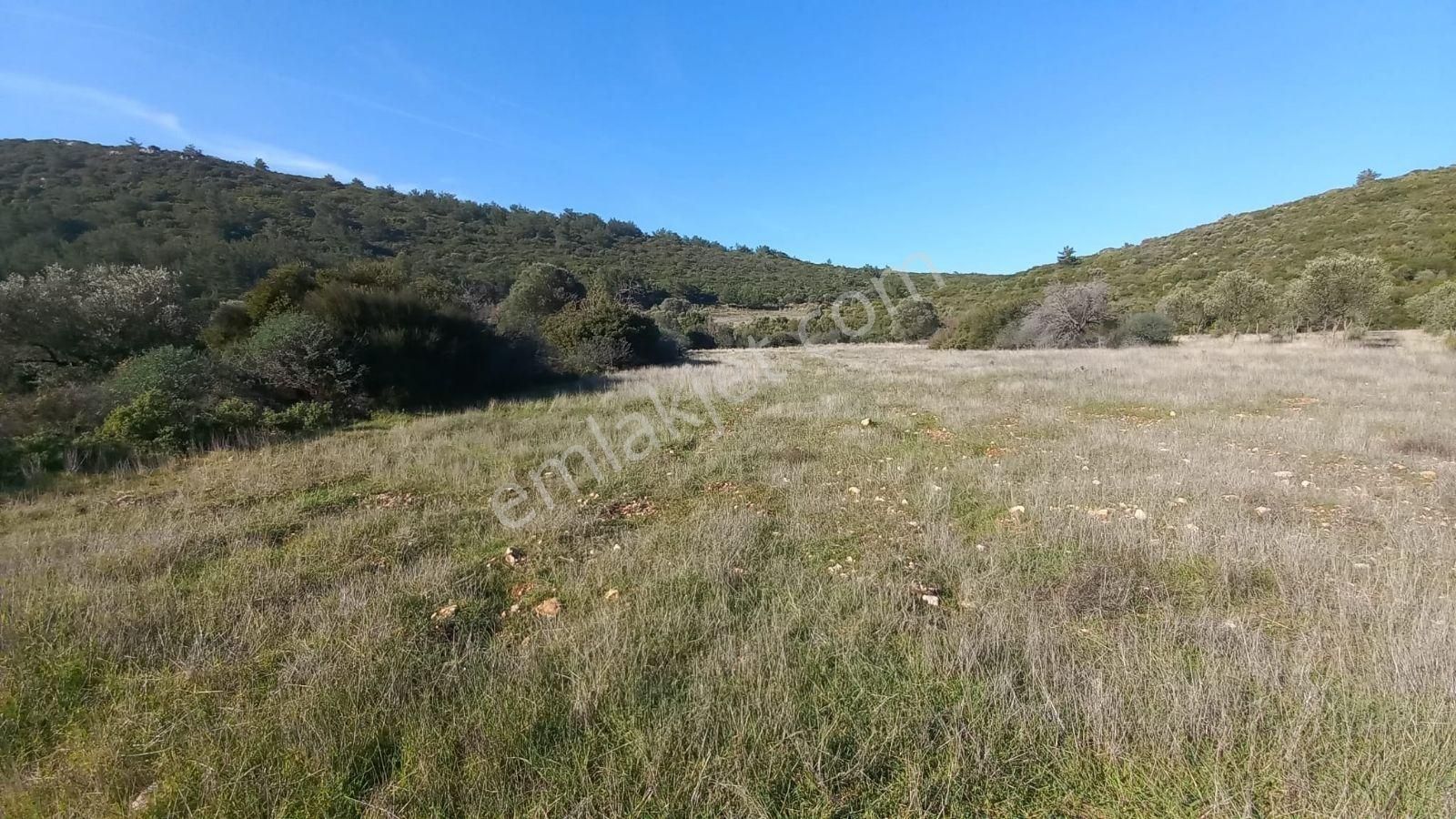 Urla Nohutalan'da Satılık Geniş Yol Cepheli Tarla - Görsel 2