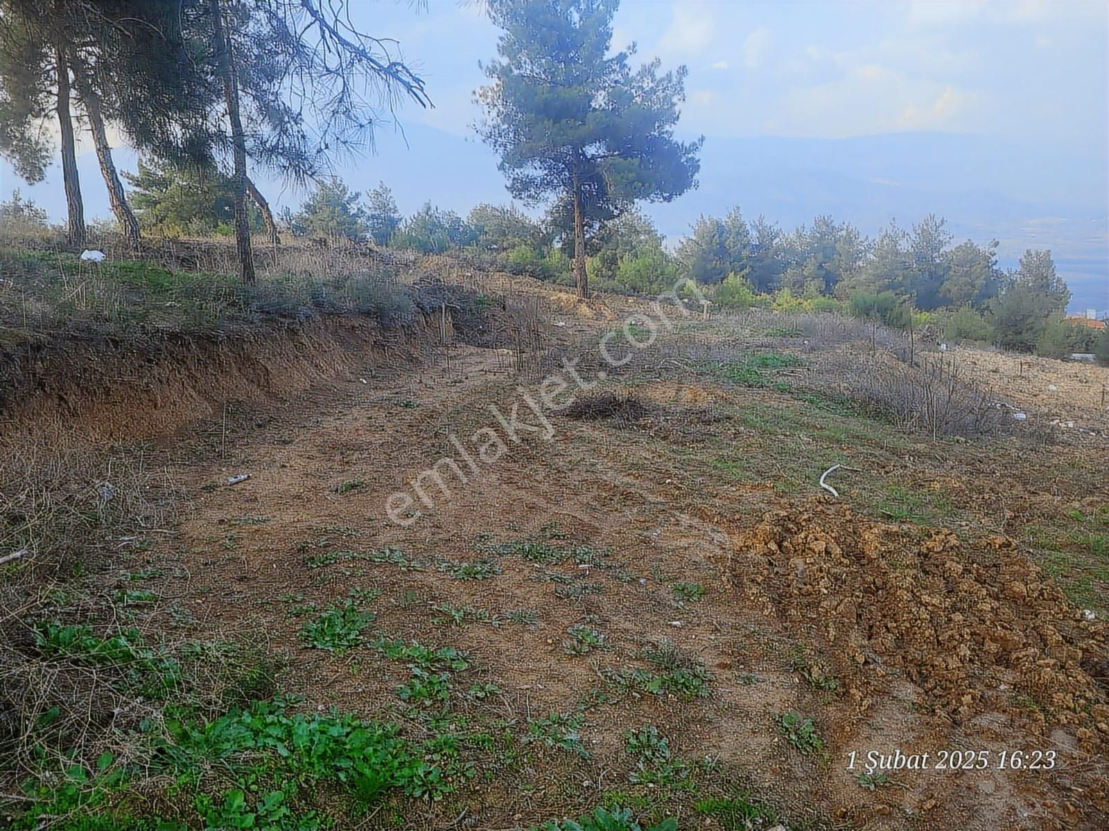 Pamukova Mekecede Bakımlı Zeytinlik - Görsel 6