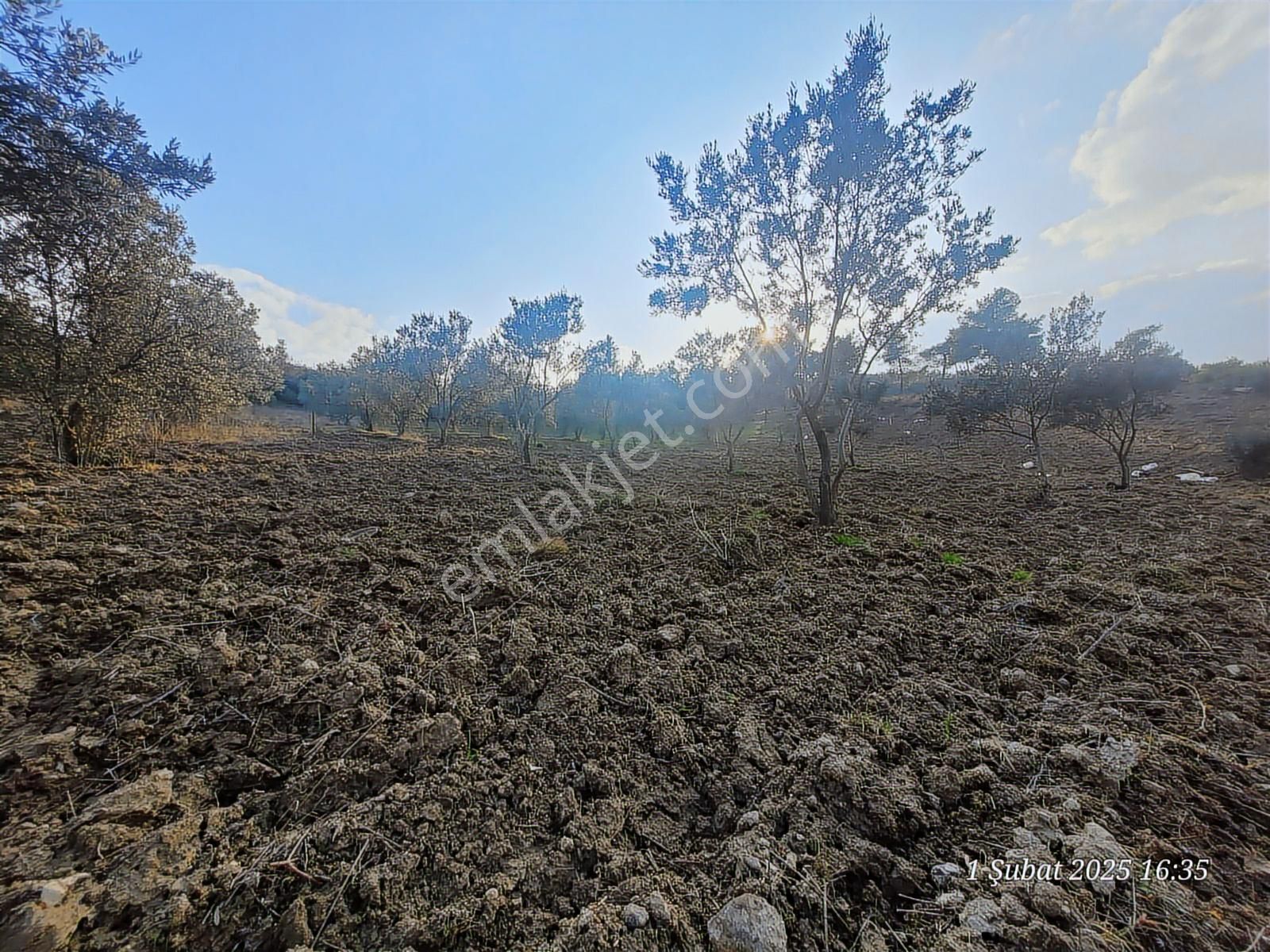Pamukova Mekecede Bakımlı Zeytinlik - Görsel 12