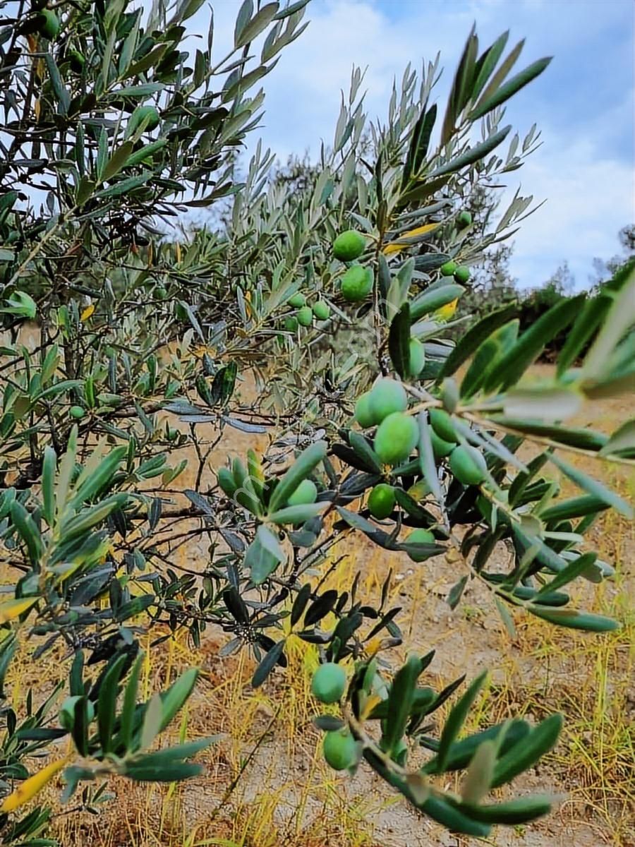 Pamukova Mekecede Bakımlı Zeytinlik - Görsel 10