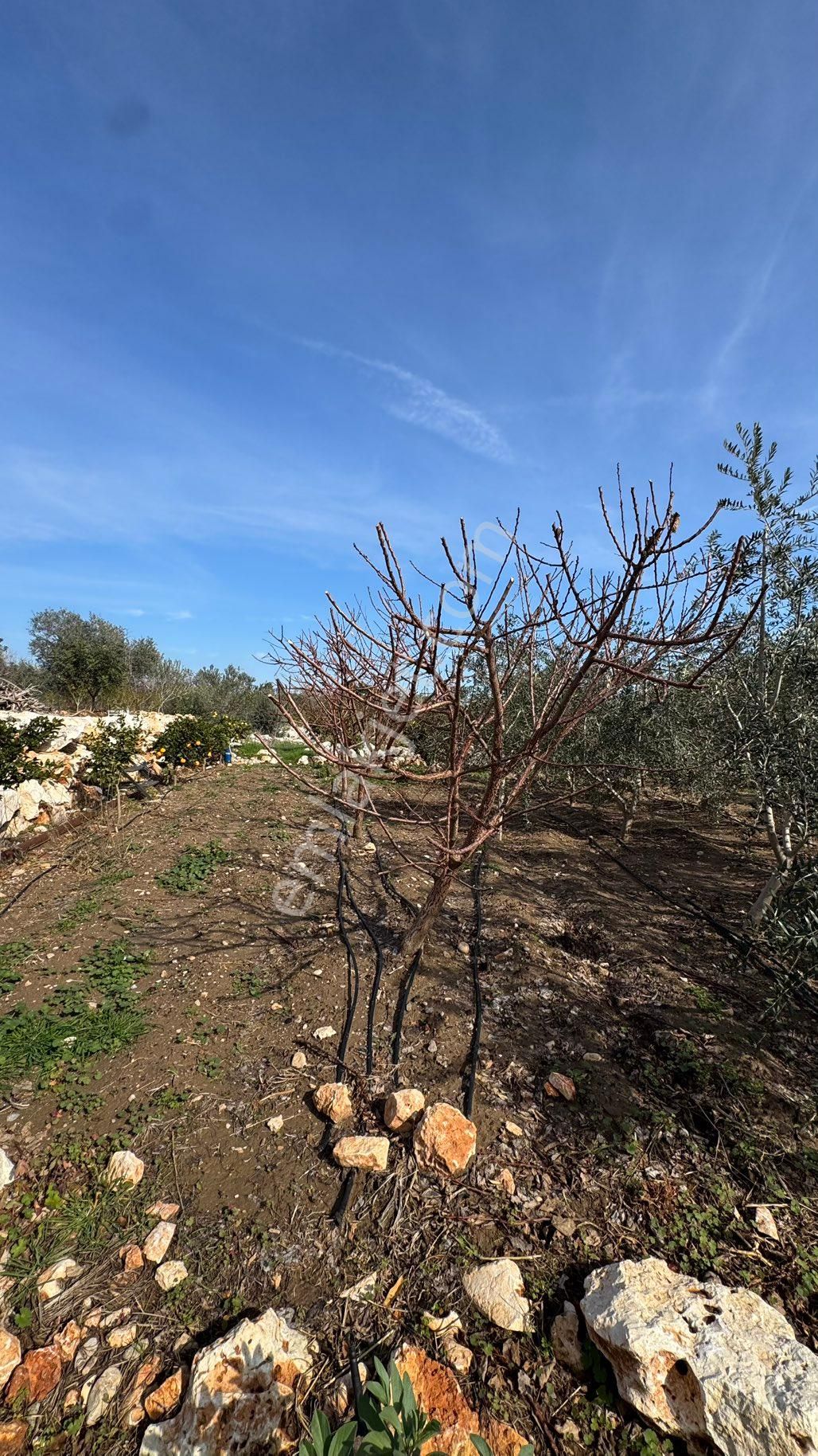 Denize 500 M Mesafede Yatırım İçin Fırsat Bahçe - Görsel 15