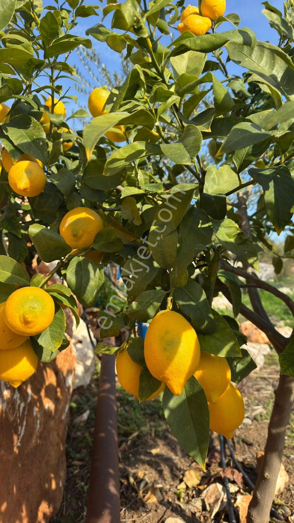 Denize 500 M Mesafede Yatırım İçin Fırsat Bahçe - Görsel 6