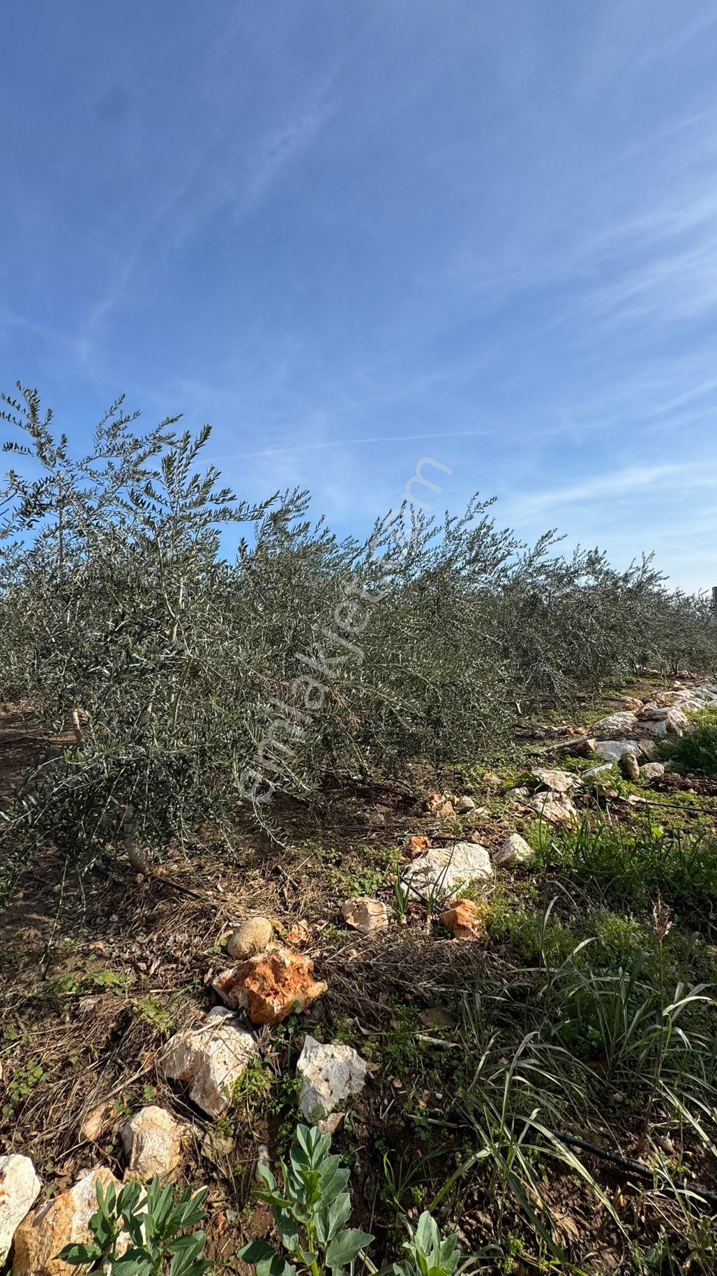 Denize 500 M Mesafede Yatırım İçin Fırsat Bahçe - Görsel 14