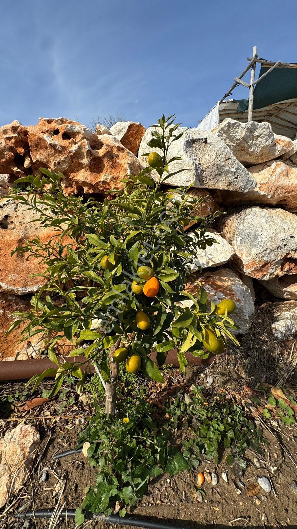 Denize 500 M Mesafede Yatırım İçin Fırsat Bahçe - Görsel 11