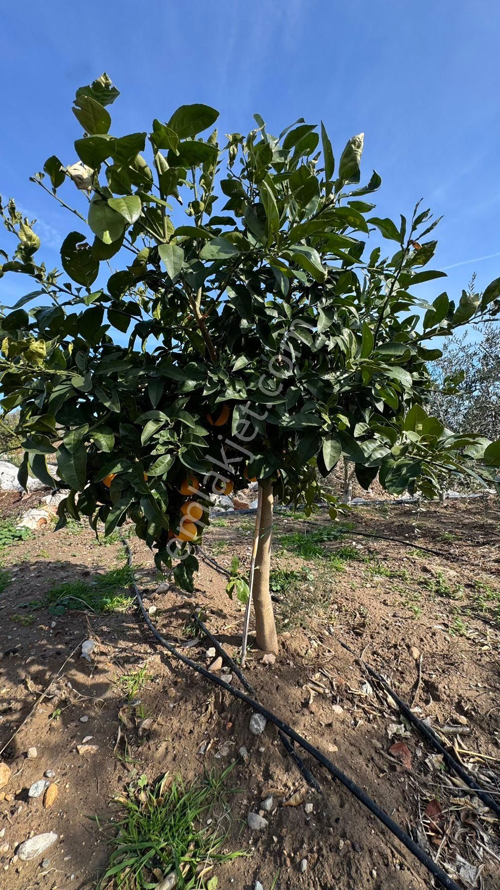 Denize 500 M Mesafede Yatırım İçin Fırsat Bahçe - Görsel 8