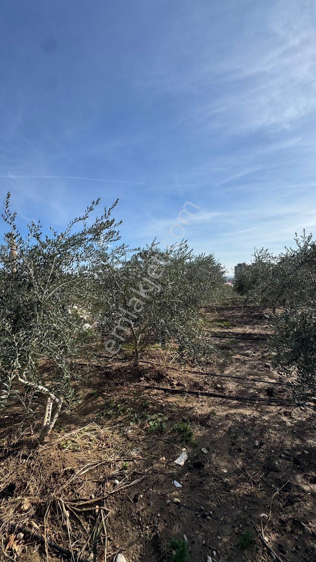 Denize 500 M Mesafede Yatırım İçin Fırsat Bahçe - Görsel 16