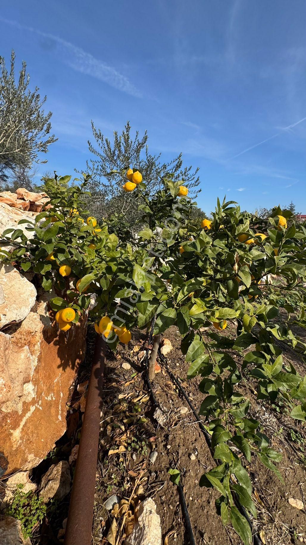 Denize 500 M Mesafede Yatırım İçin Fırsat Bahçe - Görsel 9