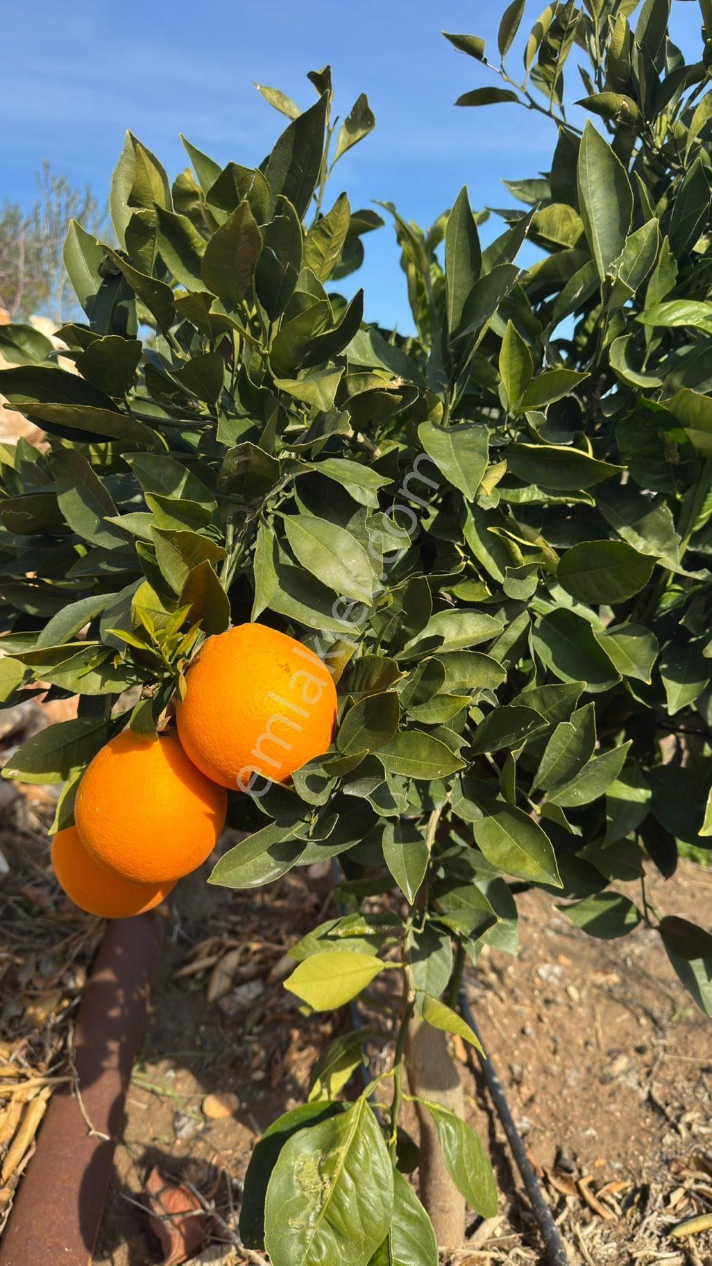 Denize 500 M Mesafede Yatırım İçin Fırsat Bahçe - Görsel 7