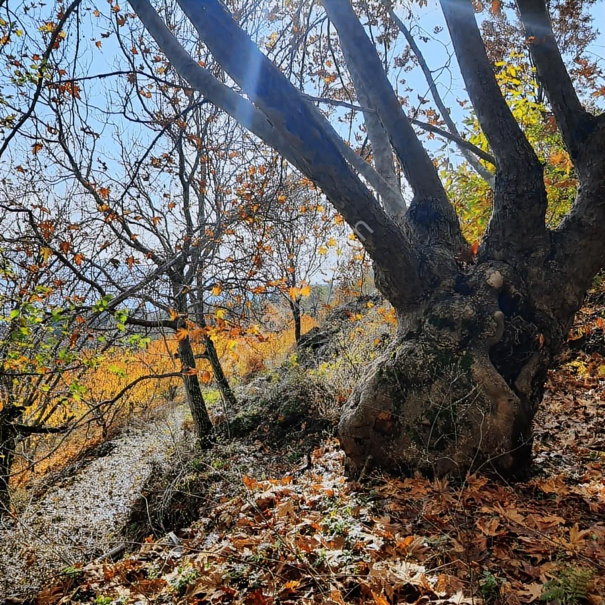 Bayındır Çınardibi Köyüne Yakın Ormanda Dag Evi - Görsel 18