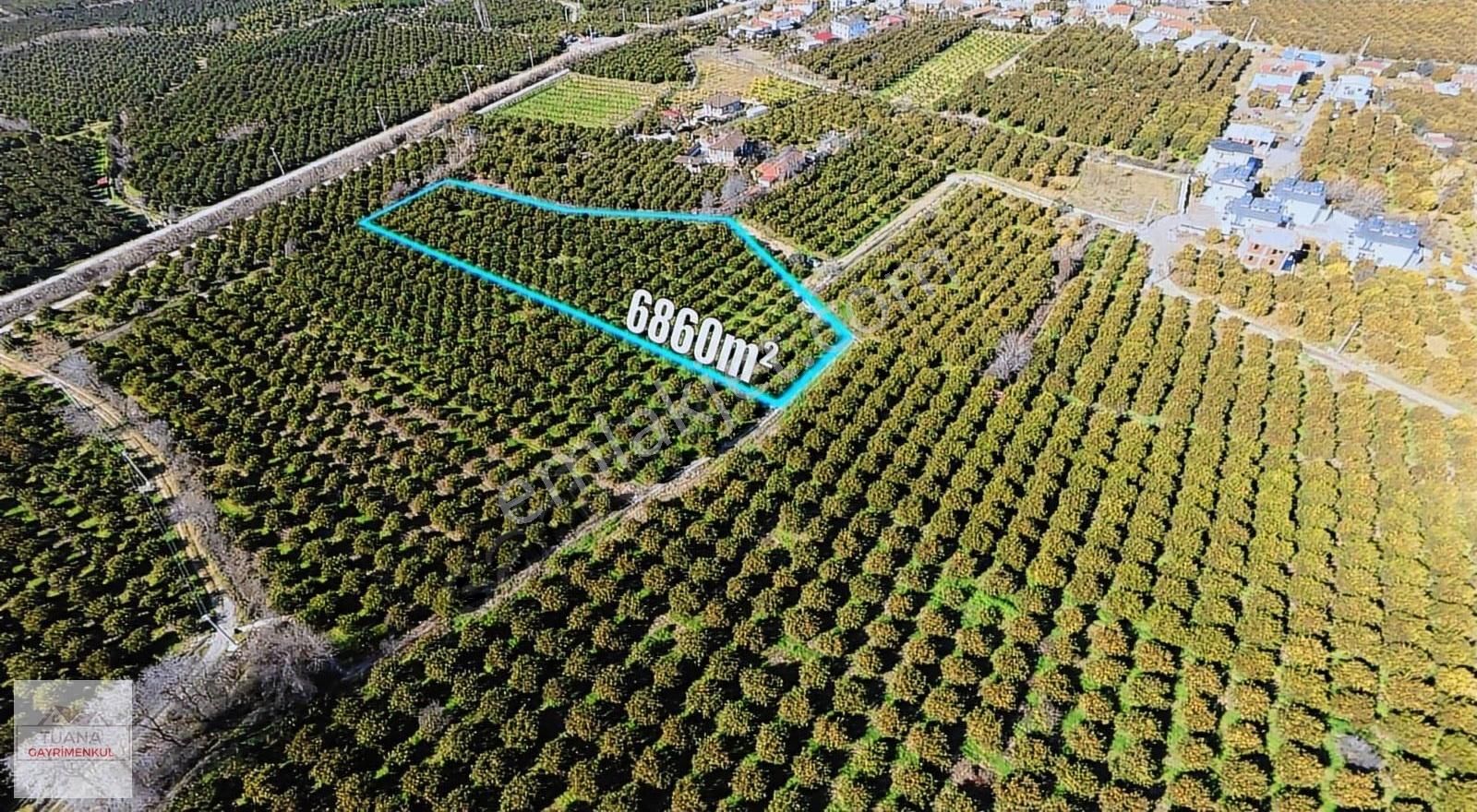 Tuana Emlak' Tan Hamit Köy'de 6859m² Narenciye Bahçesi - Görsel 10
