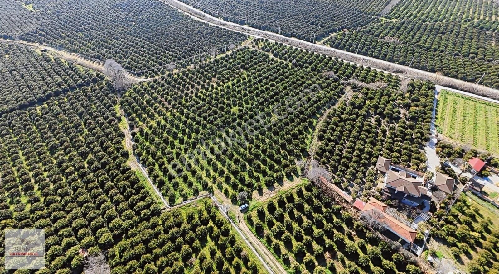 Tuana Emlak' Tan Hamit Köy'de 6859m² Narenciye Bahçesi - Görsel 5