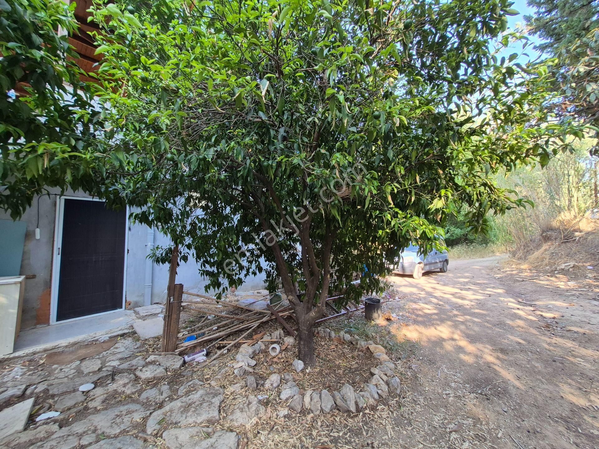 Doyran Köy Merkezinde 2.200 M2 İçerisinde Müstakil Ev Ve Bahçe - Görsel 4