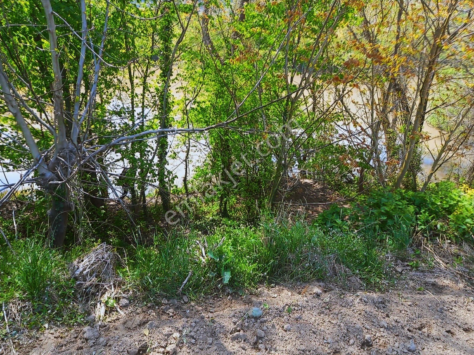 Sinanoğlunda Ormana Ve Nehire Sınır Dümdüz Tarla - Görsel 8