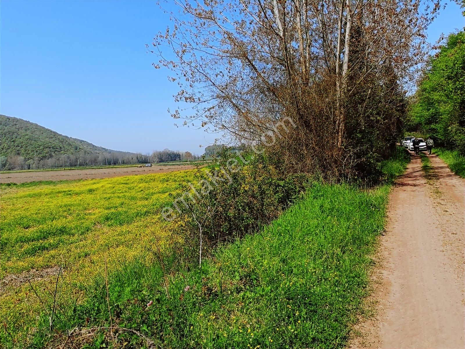 Sinanoğlunda Ormana Ve Nehire Sınır Dümdüz Tarla - Görsel 9