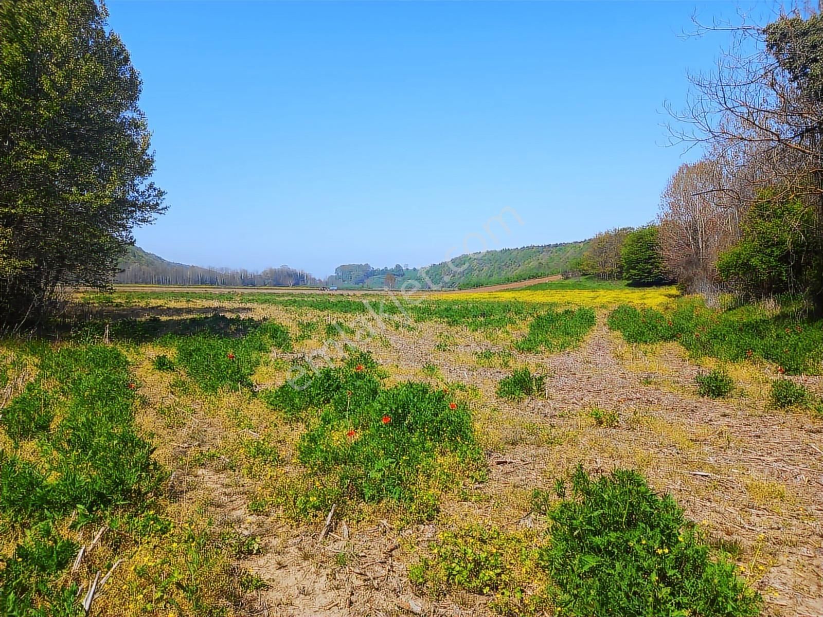 Sinanoğlunda Ormana Ve Nehire Sınır Dümdüz Tarla - Görsel 26