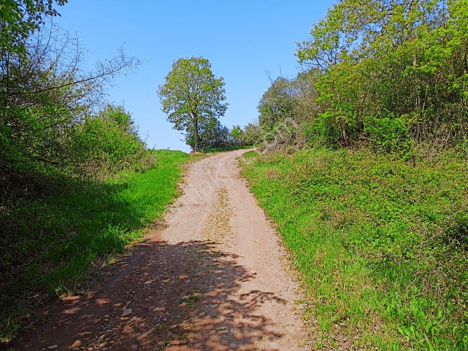 Sinanoğlunda Ormana Ve Nehire Sınır Dümdüz Tarla - Görsel 15