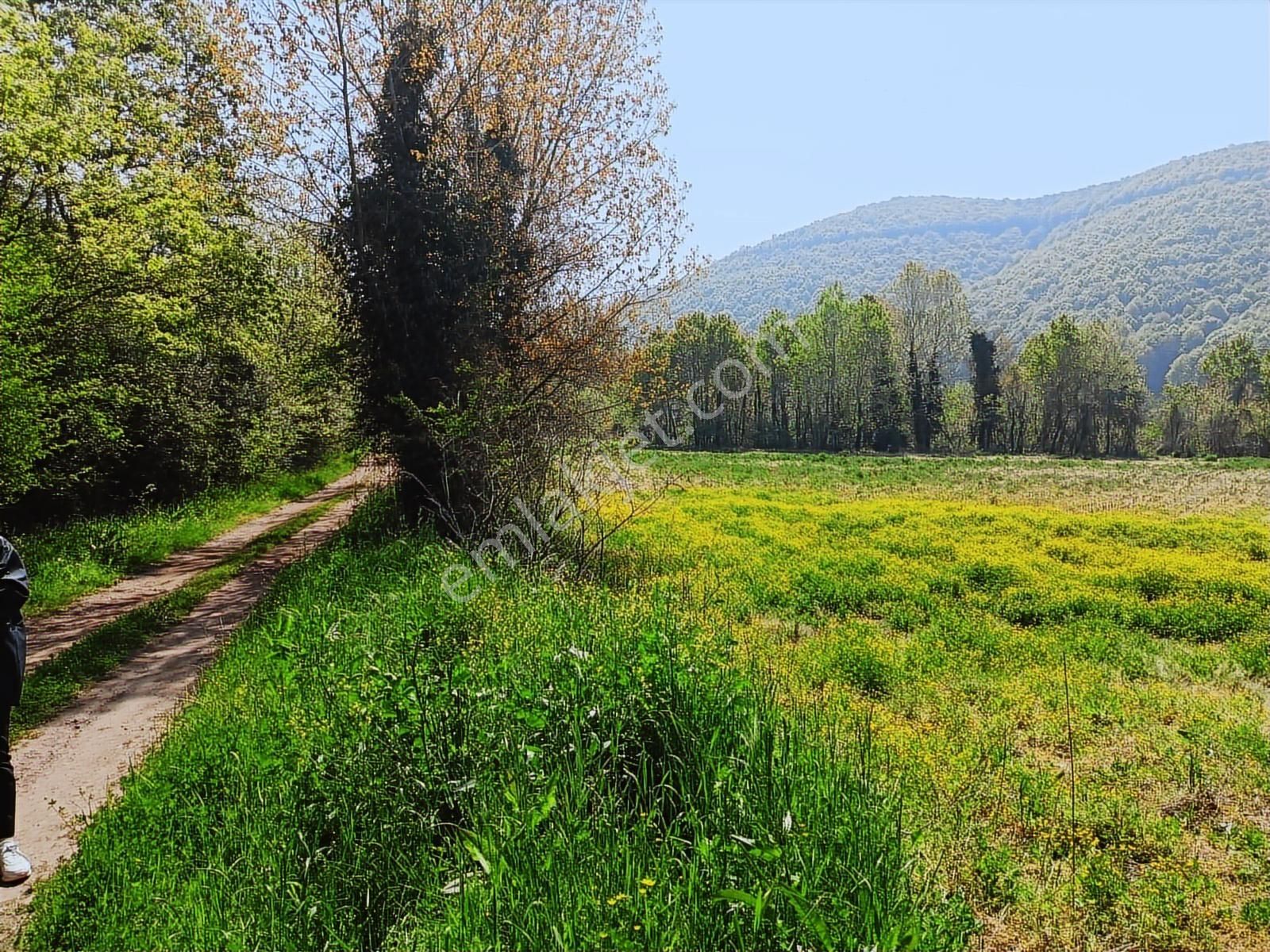 Sinanoğlunda Ormana Ve Nehire Sınır Dümdüz Tarla - Görsel 31
