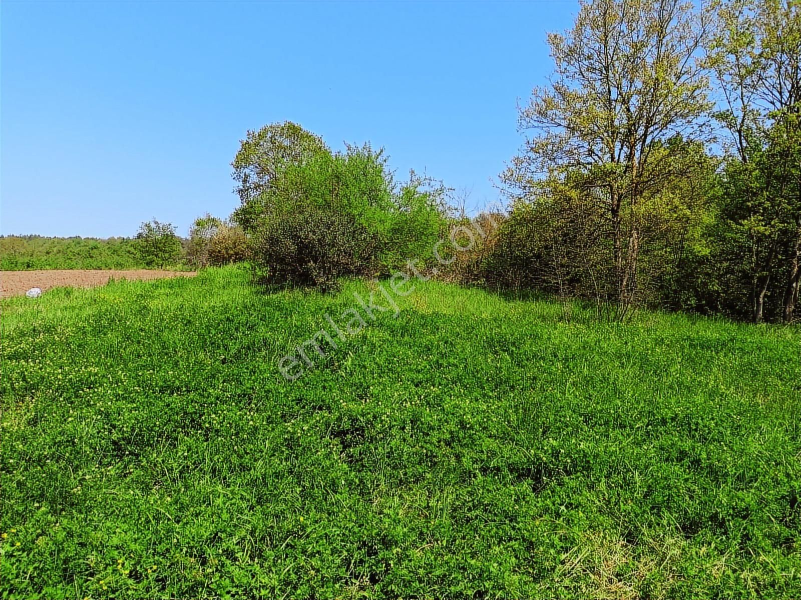 Sinanoğlunda Ormana Ve Nehire Sınır Dümdüz Tarla - Görsel 29
