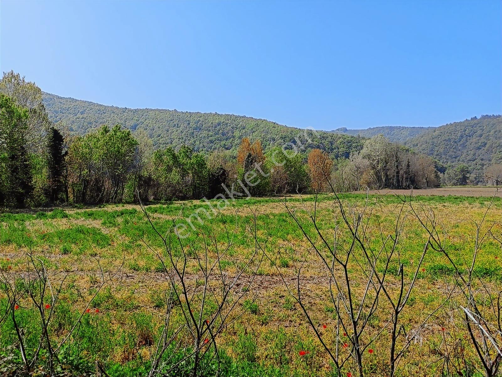 Sinanoğlunda Ormana Ve Nehire Sınır Dümdüz Tarla - Görsel 5