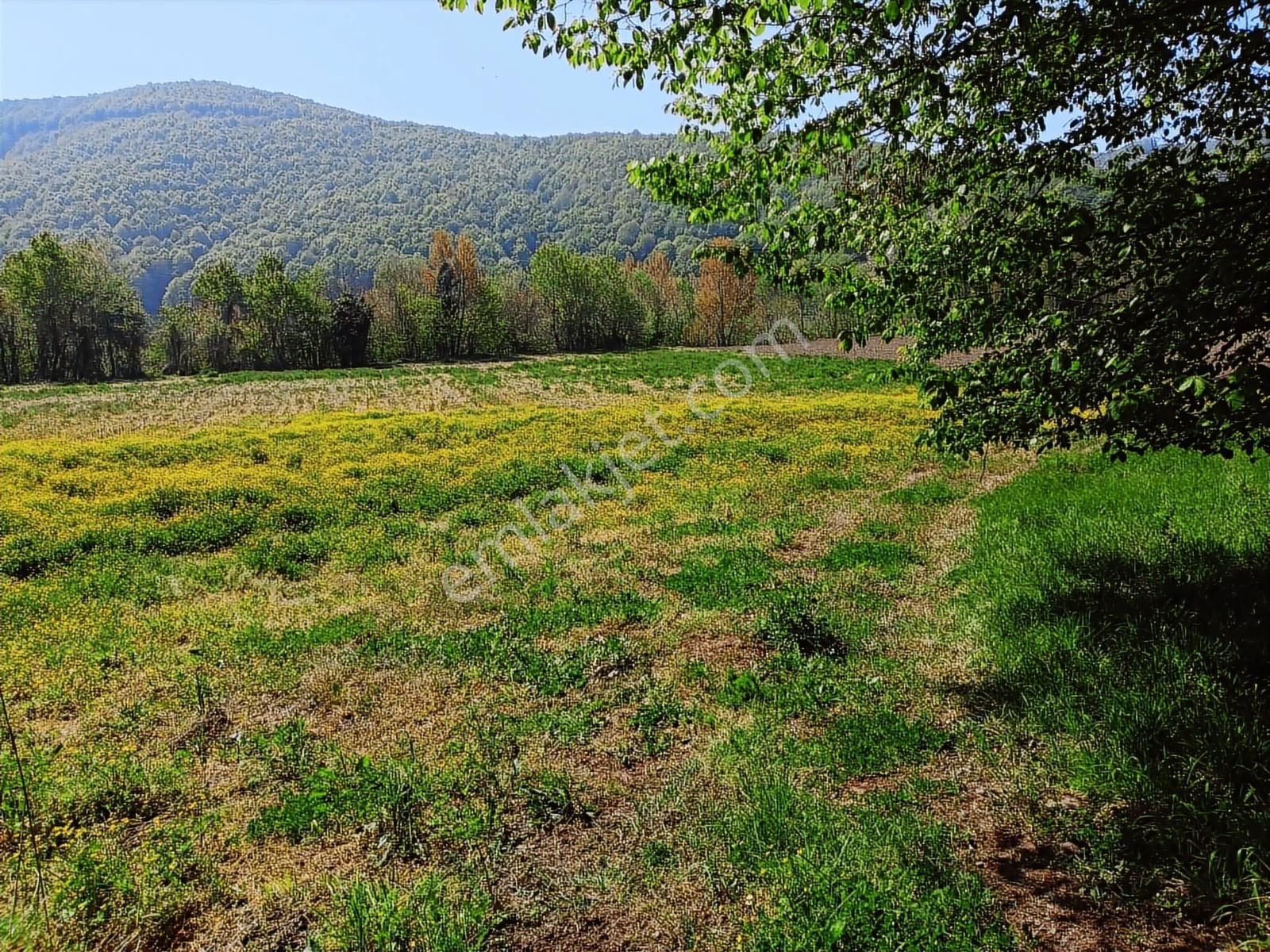 Sinanoğlunda Ormana Ve Nehire Sınır Dümdüz Tarla - Görsel 21