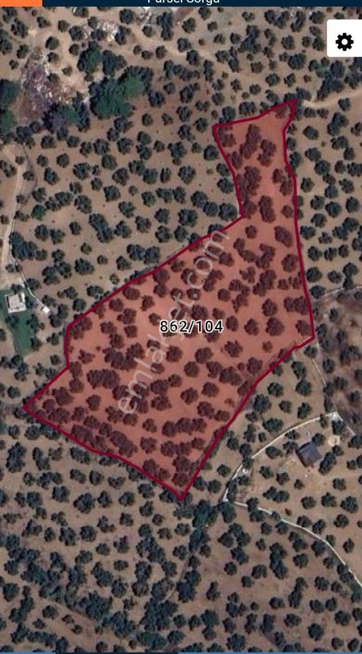 Balıkesir Ayvalık Sakarya"da Satılık Deniz Manzaralı 12.342m2 İmara Yakın Harika Zeytinlik - Görsel 5