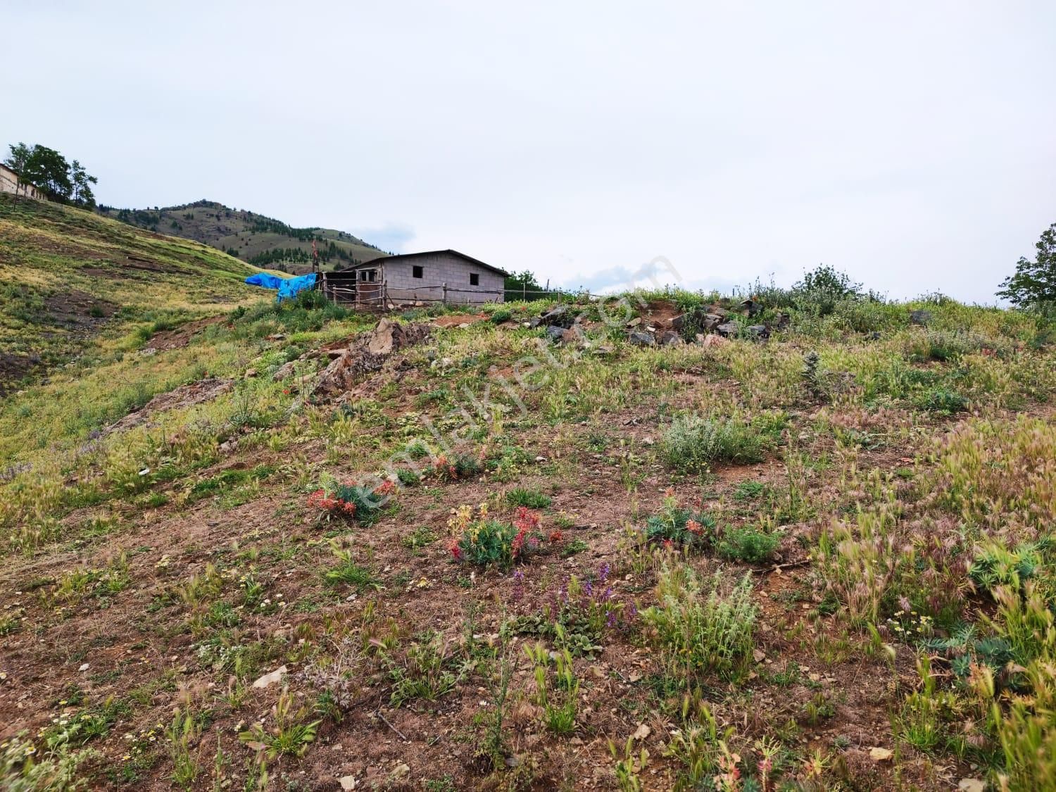 Kar Emlaktan Kamışlı Yaylasında İmara Uygun 1650m2 Satılık Tarla - Görsel 18